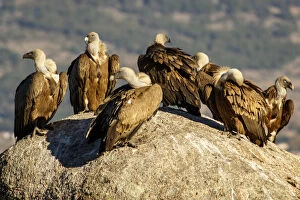 Accipitridae Gallery: Griffon Vulture - on rocks - Castila Leon, Spain