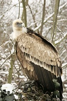 Images Dated 22nd February 2005: Griffon Vulture - in snow