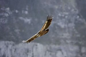Griffon Vulture - soaring