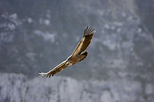 Griffon Vulture - in flight, soaring