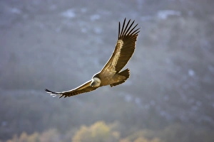 Griffon Vulture - in flight, soaring
