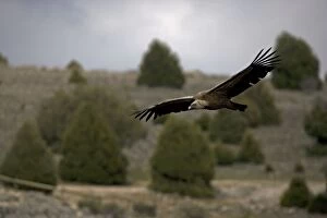 Images Dated 28th March 2007: Griffon Vulture Soaring - Spain - Lives in a wide range of habitats including