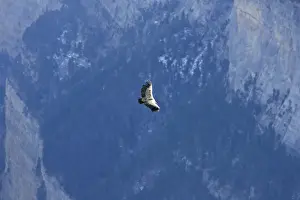 Soaring Prints: Griffon Vulture - soaring over a valley in The Pyrenees, November, Spain