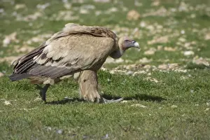 Griffon Vulture - Walking towards carcass Gyps fulvus Segovia, Spain BI009072