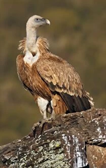 Griffon Vulture - young perched on a rock