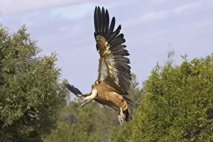 Griffon Vultures - Coming in to land at carcass Gyps fulvus WWF Reserve - Refugio de Rapaces Segovia, Spain BI008964