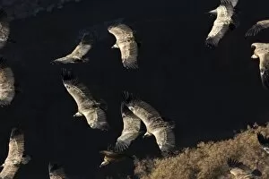 Griffon Vultures - in flight