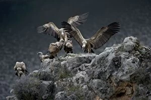 Griffon Vultures - landing on rockmass