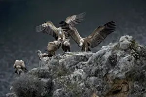 Griffon Vultures - Landing on rockmass. Spain - Lives in a wide range of habitats including mountains-plateaus-steppe and even semi-desert-with abrupt rocky areas such as crags and canyons for nesting