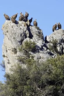 Images Dated 28th December 2007: Griffon Vultures - perched on crag, Grazalema National Park, Andalucia Spain