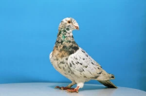 Images Dated 14th July 2008: Grizzle Pigeon - male, domestic shoe breed