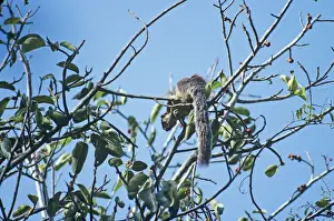 Grizzled Giant Squirrel Tamic Nadu, India