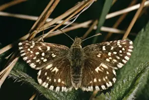 Grizzled Skipper Butterfly Distribution: Southern UK, widely found in Europe