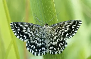 Grizzled Skipper - on flower