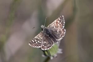 Images Dated 27th May 2012: Grizzled Skipper - Summer
