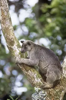 Grizzled Tree Kangaroo - New Guinea