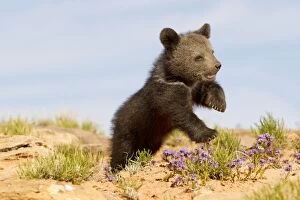 Images Dated 17th April 2012: Grizzly Bear