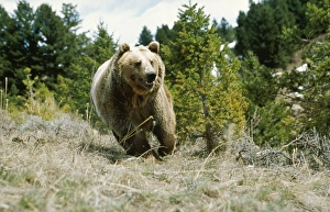 Images Dated 18th August 2006: Grizzly Bear