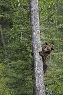 Images Dated 31st May 2009: Grizzly Bear - 2 1/2 year climbing tree. Montana - United States