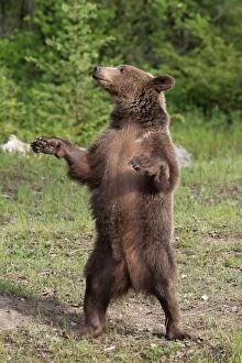 Images Dated 31st May 2009: Grizzly Bear - 2 1/2 year old on hind legs. Montana - United States