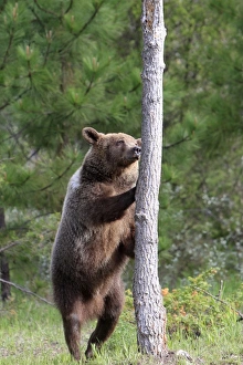 Images Dated 31st May 2009: Grizzly Bear - 2 1/2 year old on hind legs about to climb tree. Montana - United States