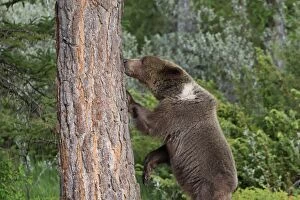 Images Dated 31st May 2009: Grizzly Bear - 2 1/2 year old with front paws on tree trunk. Montana - United States