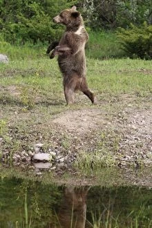 Images Dated 31st May 2009: Grizzly Bear - 2 1/2 year old walking on hind legs. Montana - United States