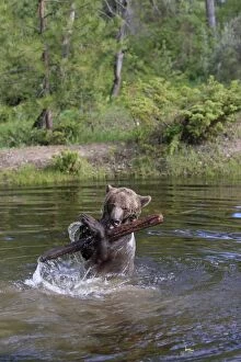 Images Dated 31st May 2009: Grizzly Bear - 2 1/2 year in water playing with branch. Montana - United States