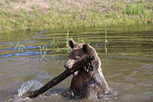 Images Dated 31st May 2009: Grizzly Bear - 2 1/2 year in water playing with branch. Montana - United States
