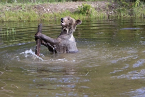 Images Dated 31st May 2009: Grizzly Bear - 2 1/2 year in water playing with branch. Montana - United States