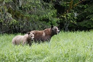 Images Dated 5th June 2008: Grizzly Bear - adult & cub eating grass. Khuzemateen Grizzly Bear Sanctuary - British Colombia