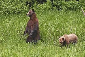 Images Dated 31st May 2008: Grizzly Bear - adult & cub eating grass. Khuzemateen Grizzly Bear Sanctuary - British Colombia