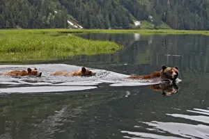 Following Prints: Grizzly Bear - adult & cub swimming in estuary