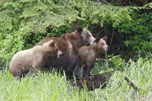 Grizzly Bear - adult with two cubs eating grass. Khuzemateen Grizzly Bear Sanctuary - British Colombia - Canada