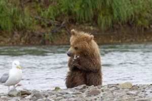 Images Dated 10th February 2011: Grizzly Bear - baby feeding by the river