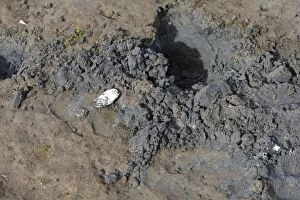 Images Dated 4th June 2008: Grizzly Bear - beach showing marks where bear has