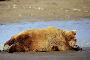 Grizzly Bear - Boar sleeping on Katmai National Park coastal beach