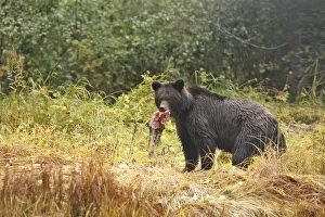Images Dated 2nd October 2007: Grizzly bear - carrying salmon in mouth. Mussel Bay. British Columbia - Canada