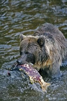 Images Dated 10th October 2007: Grizzly Bear - catching salmon in Babine River