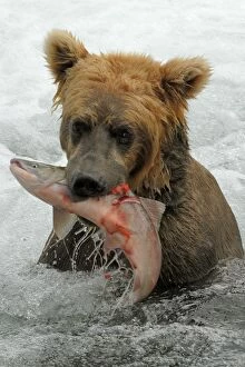 Images Dated 21st July 2006: Grizzly Bear - catching salmon from river