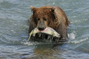 Images Dated 29th July 2006: Grizzly Bear - catching salmon in river