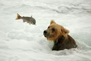 Grizzly Bear - catching salmon from river
