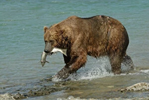 Food In Mouth Collection: Grizzly Bear - Catching salmon from river
