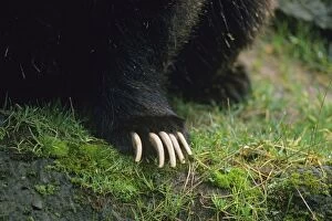 Grizzly bear claws
