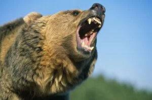 GRIZZLY BEAR - close-up of head roaring