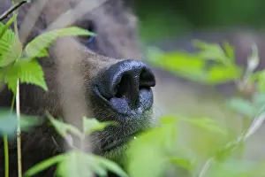 Grizzly Bear - close-up of nose. Khuzemateen Grizzly Bear Sanctuary - British Colombia - Canada