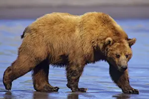 Walking Prints: Grizzly Bear / Coastal Brown Bear walking on sandy beach