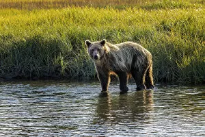 Juvenile Collection: Grizzly bear cub crossing grassy meadow, Lake Clark National Park and Preserve, Alaska