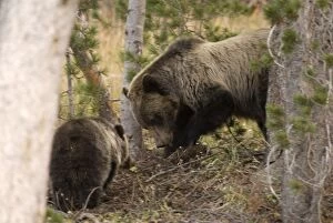 Grizzly Bear - With cub foraging in woodland