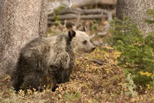 Grizzly Bear Cub standing next to tree trunk Yellowstone NP. USA